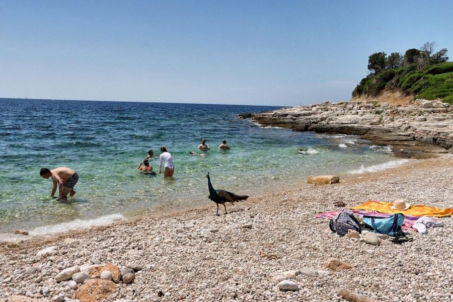 Fazana: Brijuni National Park Scenic Boat Tour & Swimming - Should you book the Kristina boat tour?