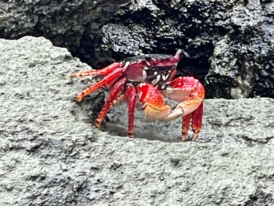 Fort Pierce: Prehistoric Preserve Kayak Tour - What to bring for a comfortable outing