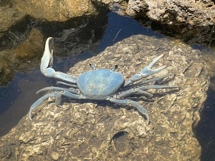 Fort Pierce: Prehistoric Preserve Kayak Tour - Emerging onto the shallow sandbars