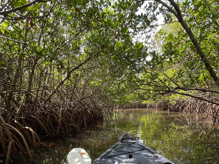 Fort Pierce: Prehistoric Preserve Kayak Tour - Who should book this Fort Pierce kayak tour?