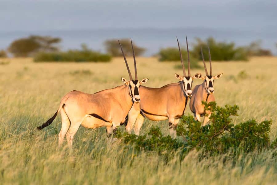 From Addis Ababa: Day Trip To Awash National Park - Game viewing in Awash National Park