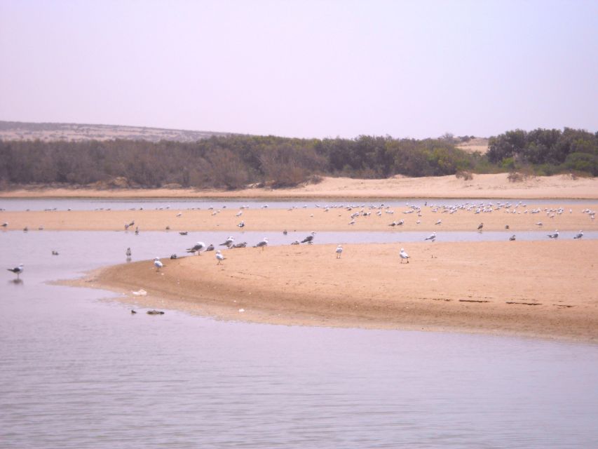 From Agadir: Souss Massa National Park Tour - Key points to know before you book