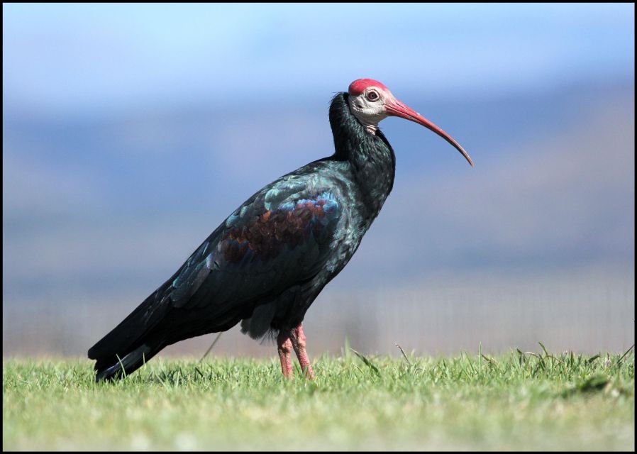 From Agadir: Souss Massa National Park Tour - Why Souss Massa feels different from a standard Agadir excursion