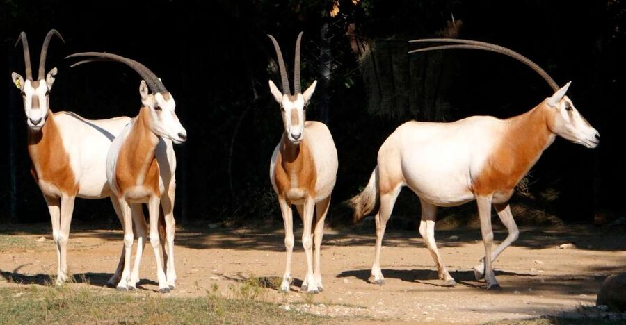 From Agadir: Souss Massa National Park Tour - Start at the museum before searching for animals