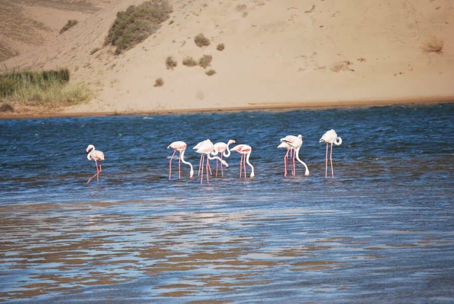 From Agadir: Souss Massa National Park Tour - What the guides add to the experience