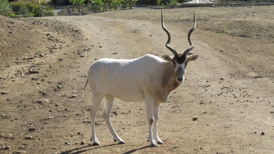 From Agadir: Souss Massa National Park Tour - Conservation, drought, and the real cost of protection