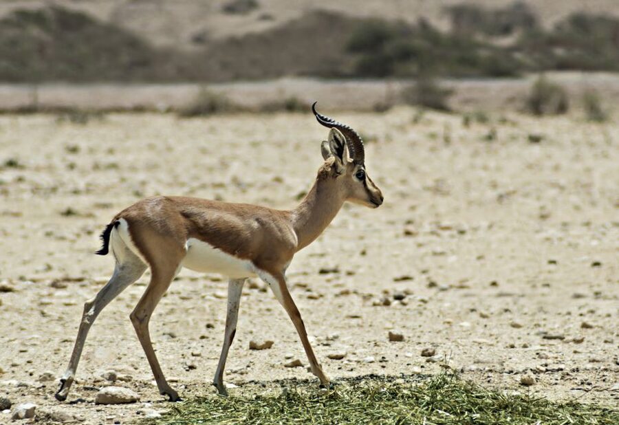 From Agadir: Souss Massa National Park Tour - Is $96 per person good value?