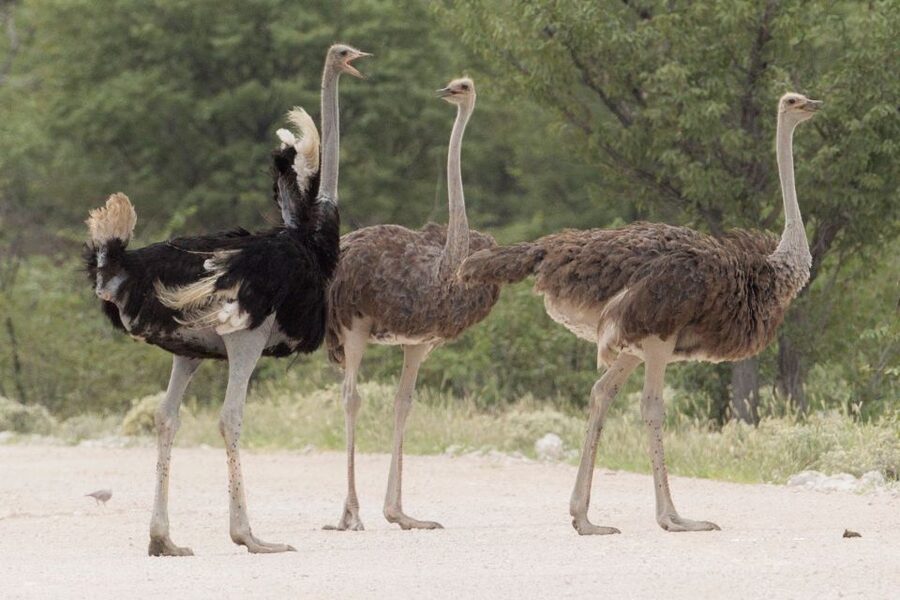 From Agadir: Souss Massa National Park Tour - Practical advice for a smoother morning