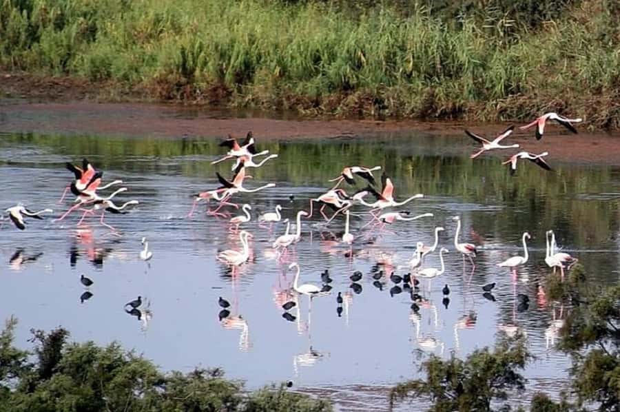 From Agadir: Souss-Massa National Park Tour with Lunch - Coast, Dunes, and Tifnit Village