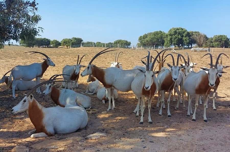 From Agadir: Souss-Massa National Park Tour with Lunch - Guides Make the Biggest Difference