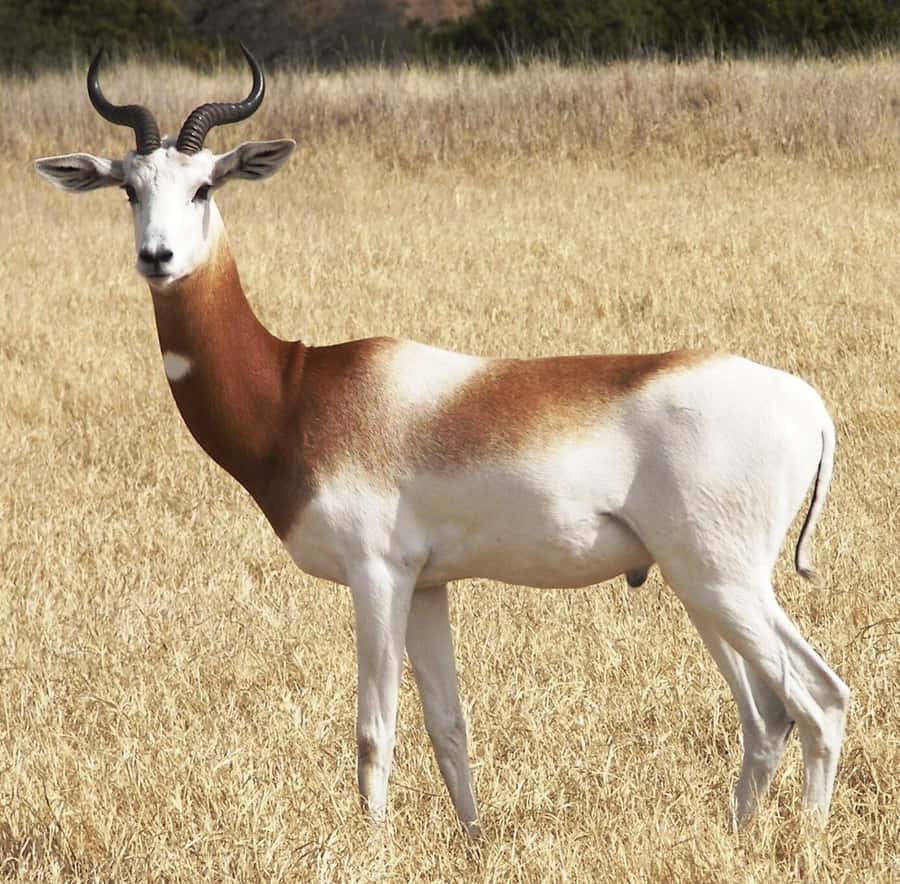 From Agadir: Souss-Massa National Park Tour with Lunch - Who Will Enjoy This Tour Most?