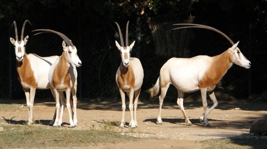 From Agadir: Souss Massa National Park Tour - The 8 AM pickup and short drive from Agadir