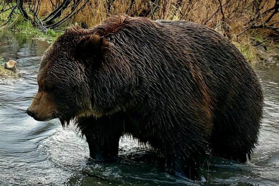 From Anchorage: Wilderness, Wildlife, & Glacier Experience - Key points to know before booking