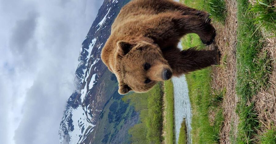 From Anchorage: Wilderness, Wildlife, & Glacier Experience - Beluga Point and the first taste of wild Alaska