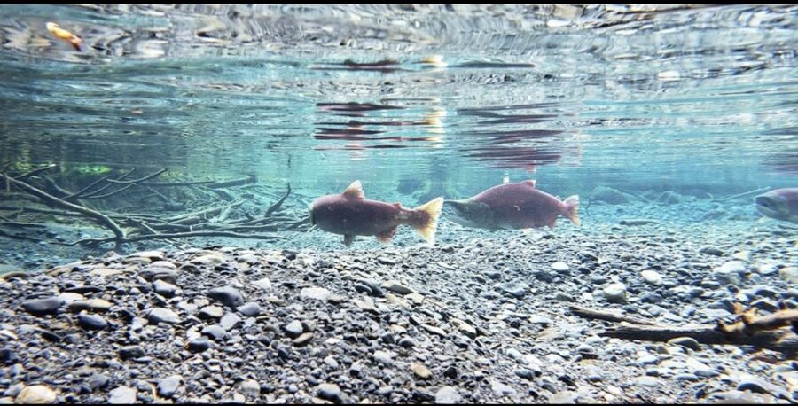 From Anchorage: Wilderness, Wildlife, & Glacier Experience - Entering the Alaska Wildlife Conservation Center