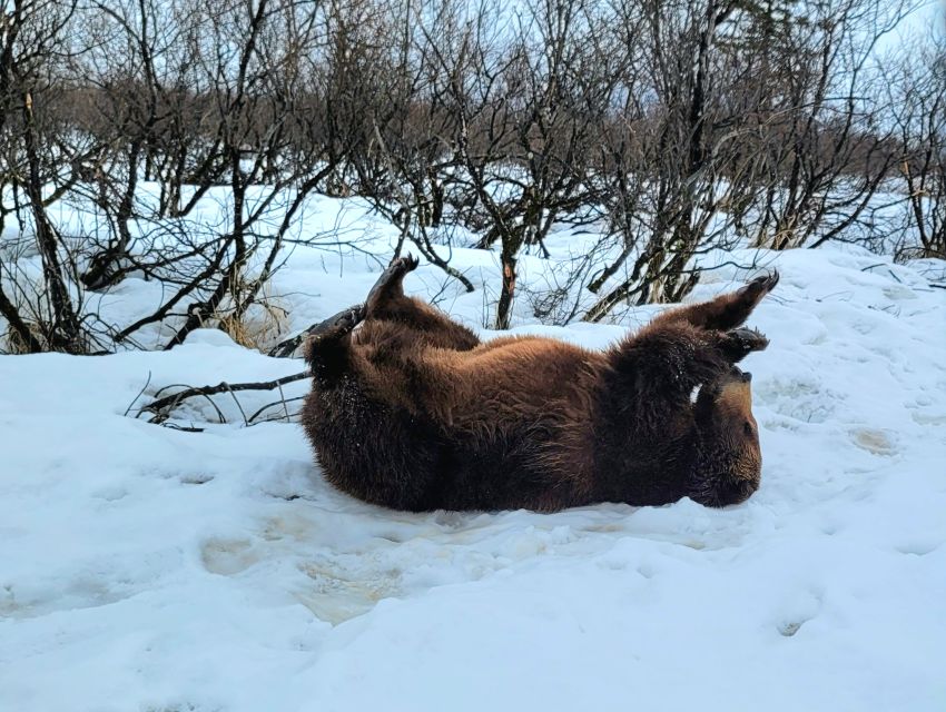 From Anchorage: Wilderness, Wildlife, & Glacier Experience - The food question on a tightly packed schedule