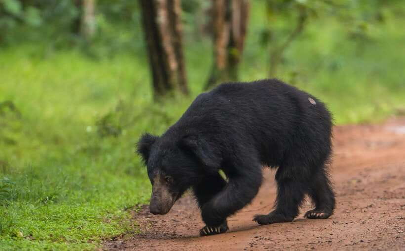 From Anuradhapura: Wilpattu National Park Half-Day Safari - Key points to know before booking