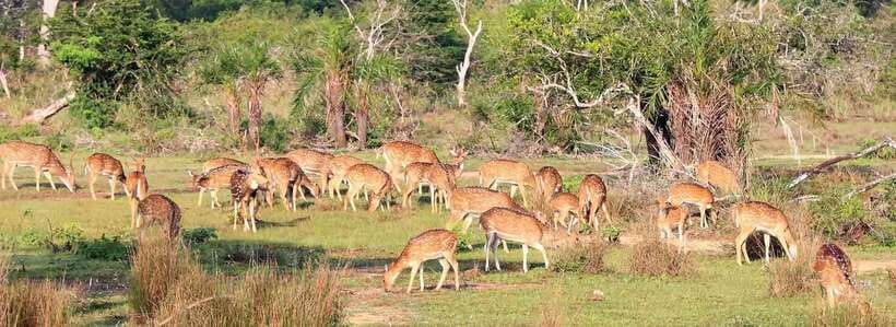From Anuradhapura: Wilpattu National Park Half-Day Safari - Leaving Anuradhapura for Wilpattu