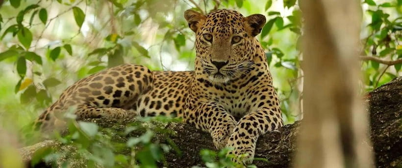 From Anuradhapura: Wilpattu National Park Half-Day Safari - The real cost of the $95 safari