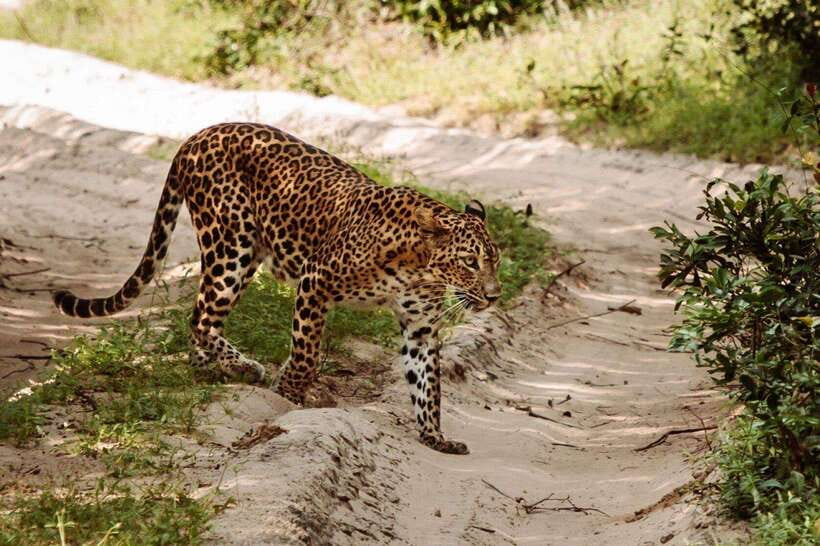 From Anuradhapura: Wilpattu National Park Half-Day Safari - How to prepare for a comfortable safari