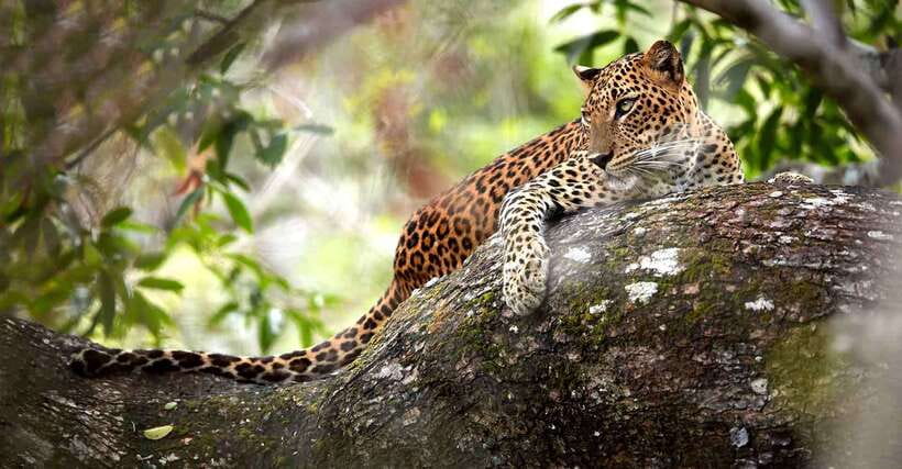 From Anuradhapura: Wilpattu National Park Half-Day Safari - Who will get the most from this Wilpattu outing