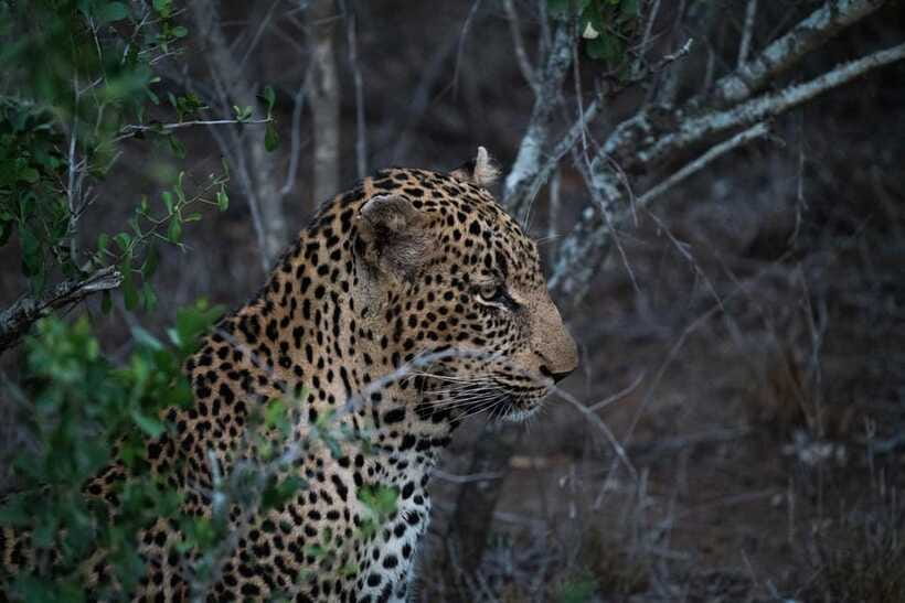 From Anuradhapura: Wilpattu National Park Half-Day Safari - Booking advice before you commit