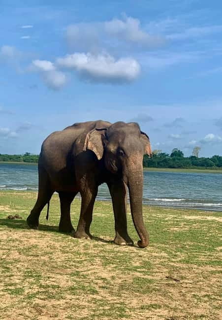 From Anuradhapura: Wilpattu National park Safari - Key points before you book