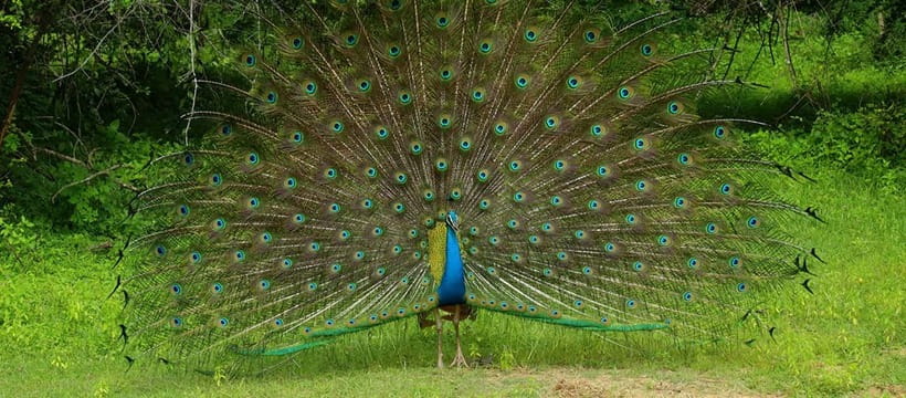 From Anuradhapura: Wilpattu National park Safari - Why Wilpattu is worth the early alarm
