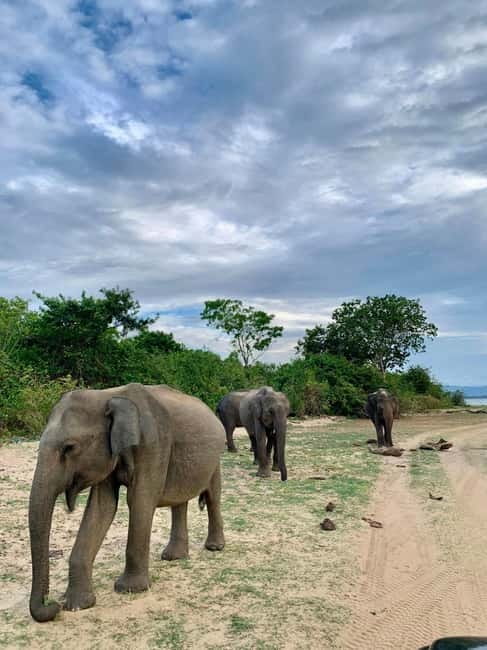 From Anuradhapura: Wilpattu National park Safari - Inside Wilpattu: lakes, tracks, and thick forest