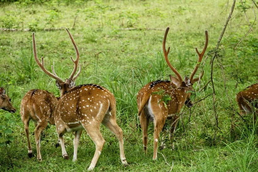 From Anuradhapura: Wilpattu National park Safari - The animals you might see