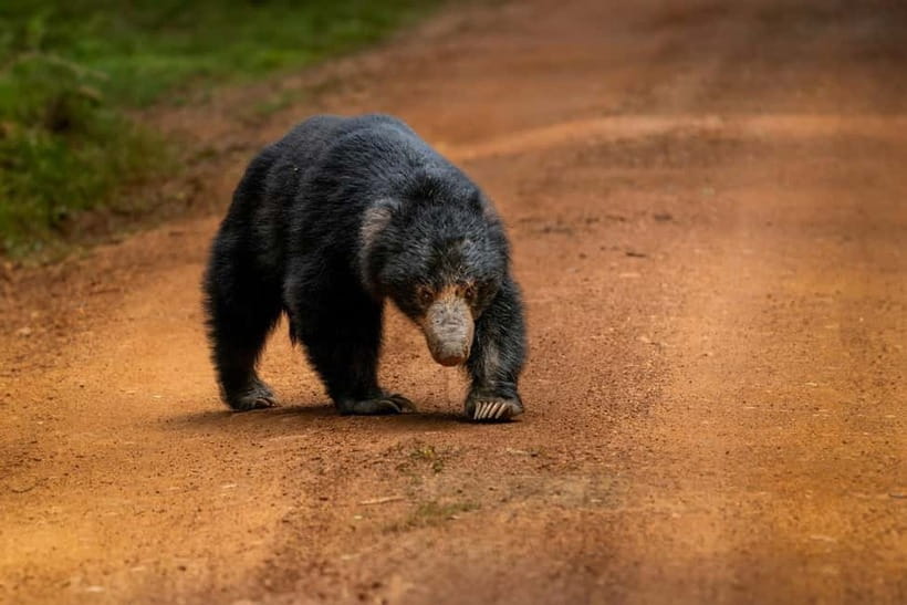 From Anuradhapura: Wilpattu National park Safari - Breakfast and lunch: check which version you booked