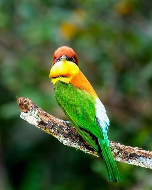 From Anuradhapura: Wilpattu National park Safari - The four-hour park visit and the return drive