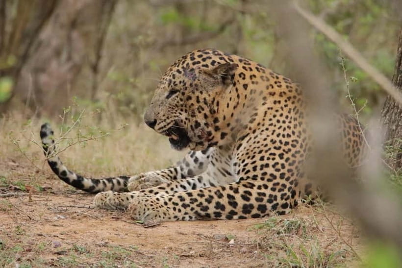 From Anuradhapura: Wilpattu National park Safari - What the $65 price really covers