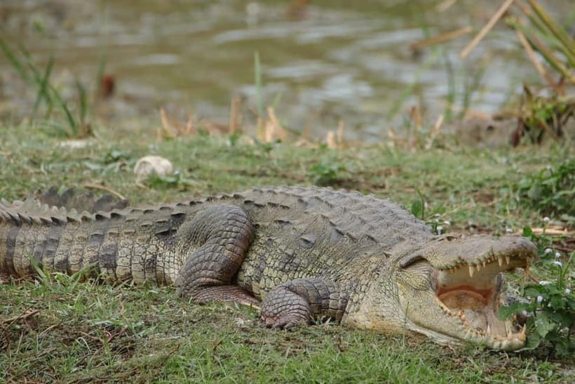 From Anuradhapura: Wilpattu National park Safari - Leaving Anuradhapura before the park wakes