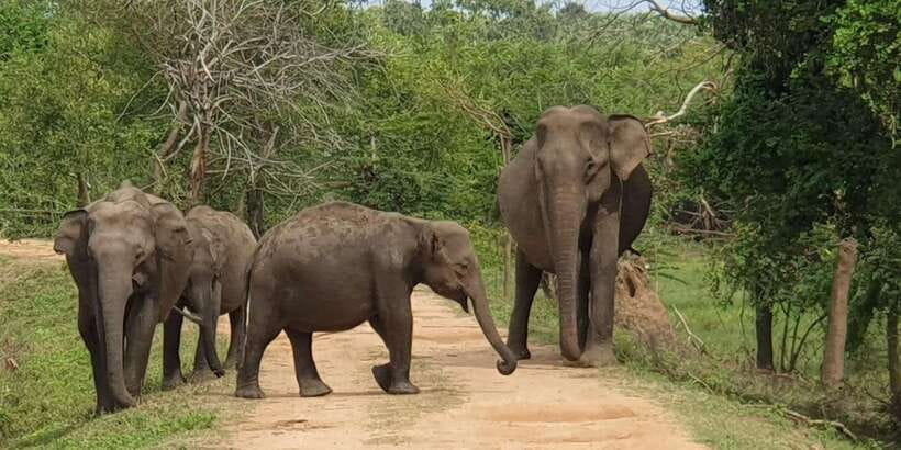 From Arugambay : Yala National Park Safari & Dropoff in Ella - Key points to know before booking
