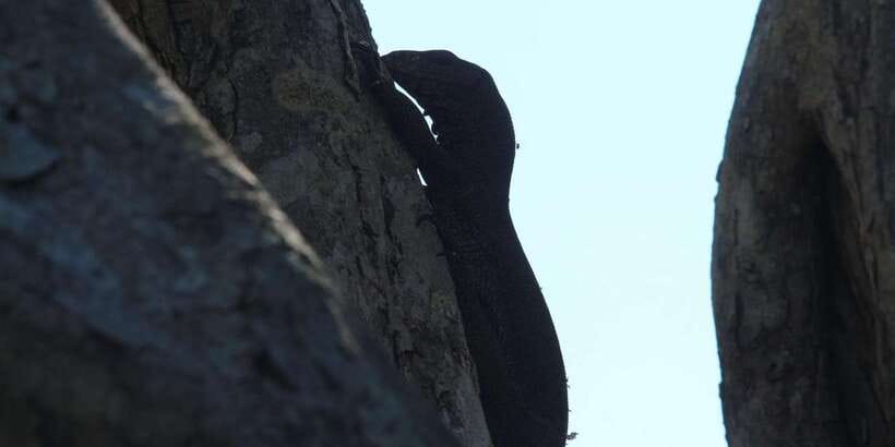 From Arugambay : Yala National Park Safari & Dropoff in Ella - Practical details that matter