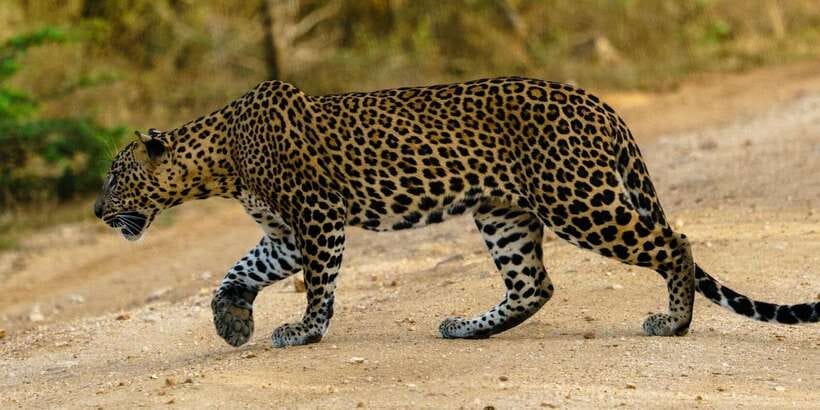 From Arugambay : Yala National Park Safari & Dropoff in Ella - Four hours among Yalas wildlife