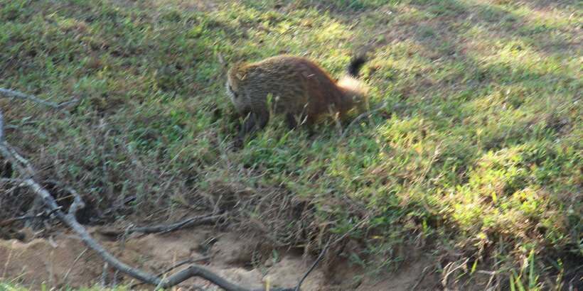 From Arugambay : Yala National Park Safari & Dropoff in Ella - The guide can shape your whole safari