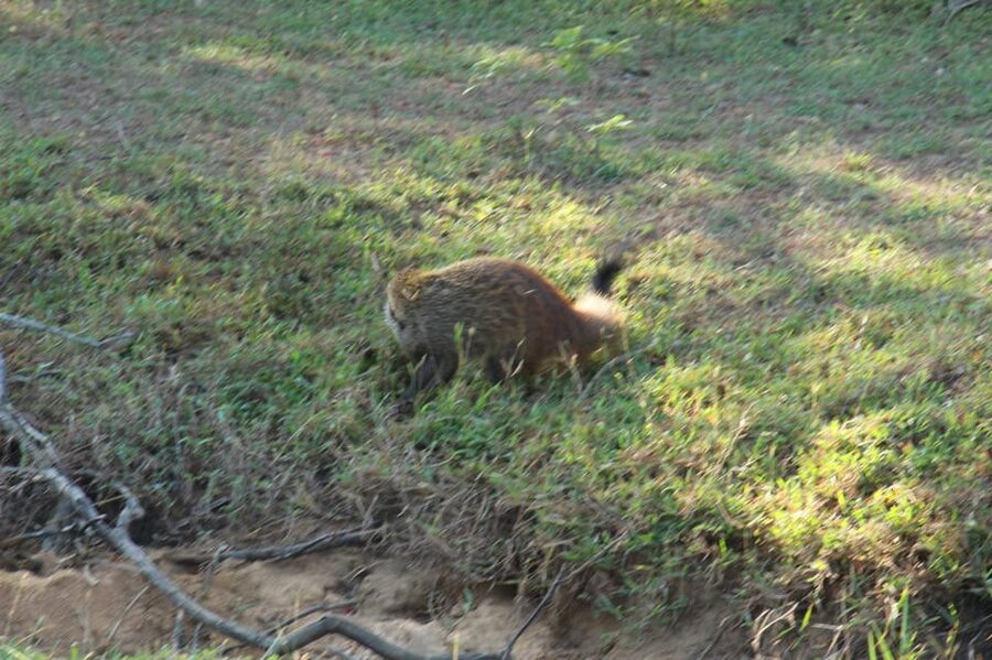 From Arugambay : Yala National Park Safari & Dropoff in Ella - Leopard hopes, elephant sightings, and honest expectations
