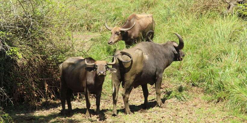 From Arugambay : Yala National Park Safari & Dropoff in Ella - What the Ella drop-off adds