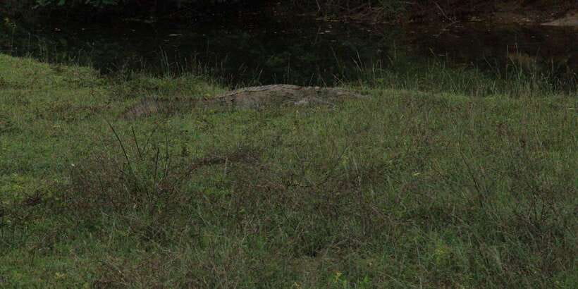 From Arugambay : Yala National Park Safari & Dropoff in Ella - Is $74 good value?