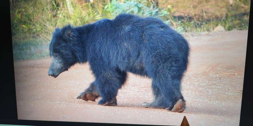 From Arugambay : Yala National Park Safari & Dropoff in Ella - Starting in an air-conditioned vehicle