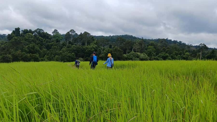 From Bangkok: Khao Yai National Park Jungle Trek with Lunch - Why Khao Yai works as a Bangkok day trip