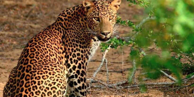 From Bentota: Full-Day Yala National Park Safari Tour - Key points to know before booking