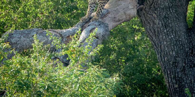 From Bentota: Full-Day Yala National Park Safari Tour - The long road from Bentota to Yala
