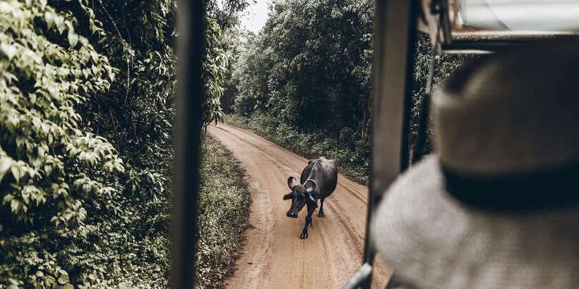 From Bentota: Full-Day Yala National Park Safari Tour - Shared transport versus a private safari