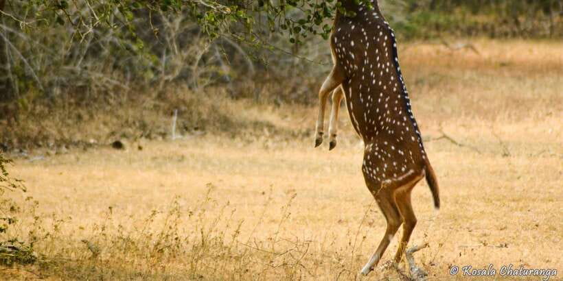 From Bentota: Full-Day Yala National Park Safari Tour - Is this a good choice for birdwatchers?