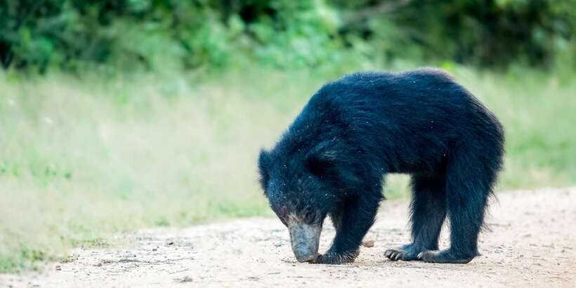 From Bentota: Full-Day Yala National Park Safari Tour - Why Yala is worth the long transfer