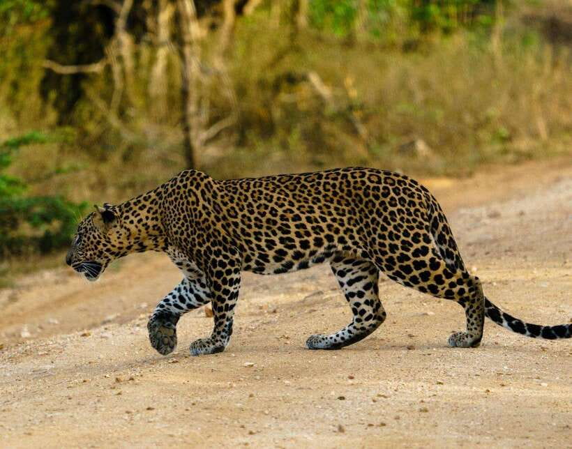 From Bentota - Yala National Park Full Day Safari Tour - Why Yala Makes This Such a Long Day