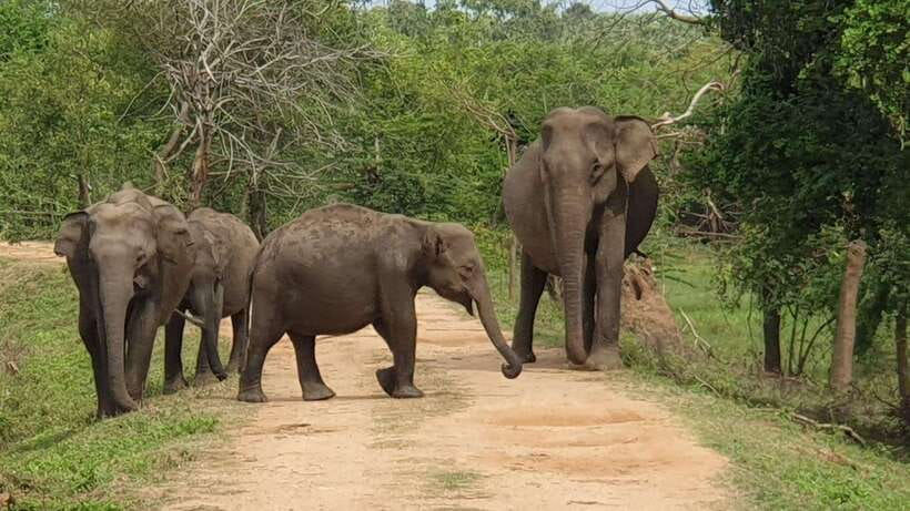 From Bentota - Yala National Park Full Day Safari Tour - Entering Yala at 6:00 am